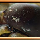 Lice on the eye of a dragonfly