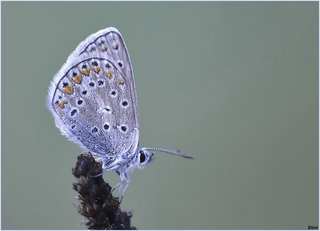 Licenide mattutina