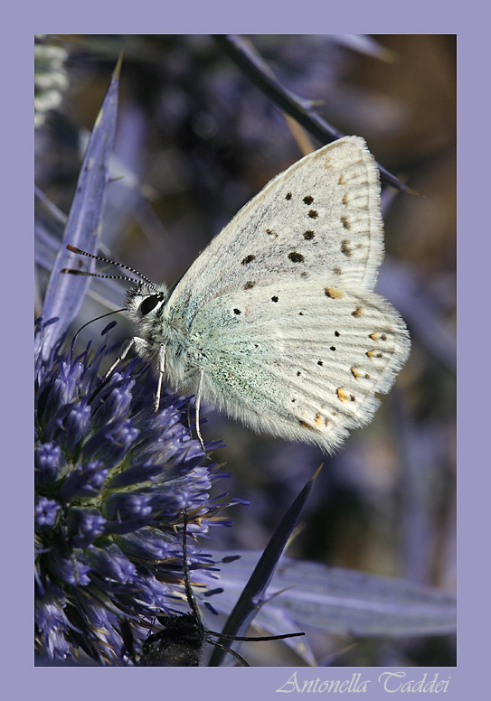 Licenide su Eryngium amethystinum