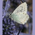 Licenide su Eryngium amethystinum