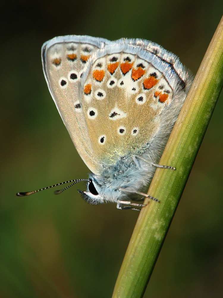 Licenido