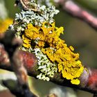 Lichen