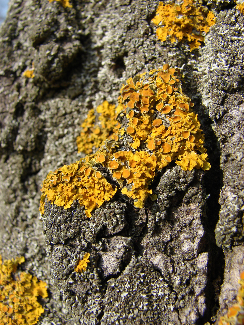 Lichen