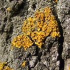 Lichen