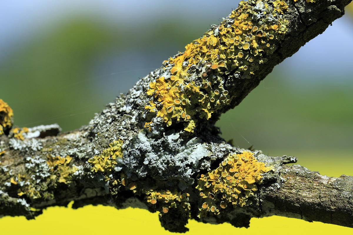 lichen