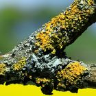 lichen