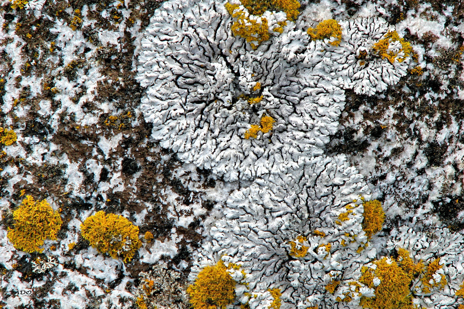 Lichen