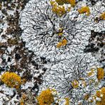 Lichen