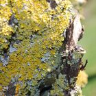 lichen