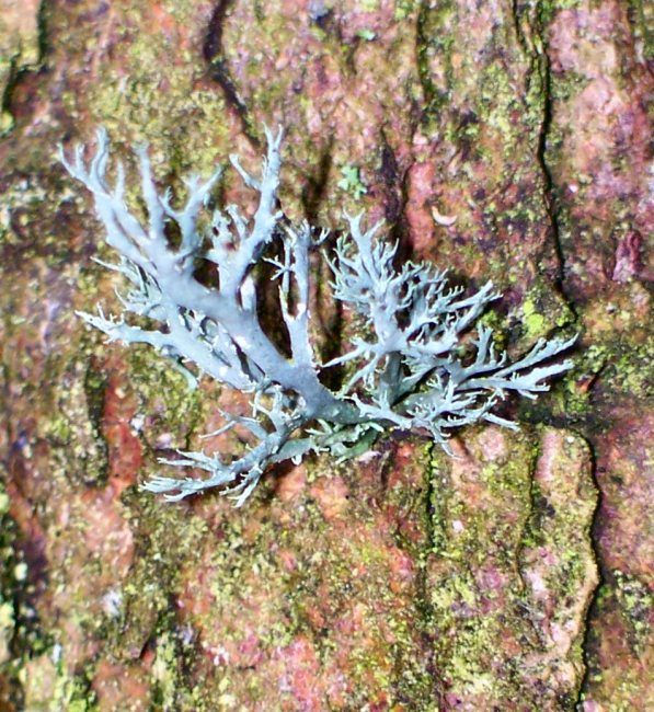 Lichen