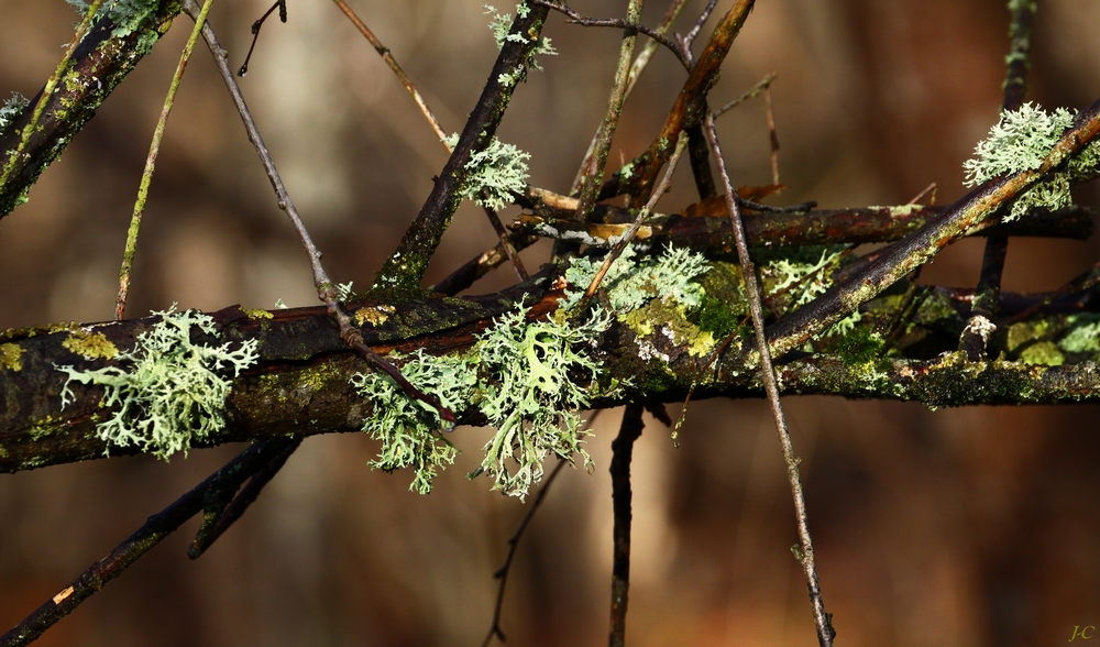 " Lichen "