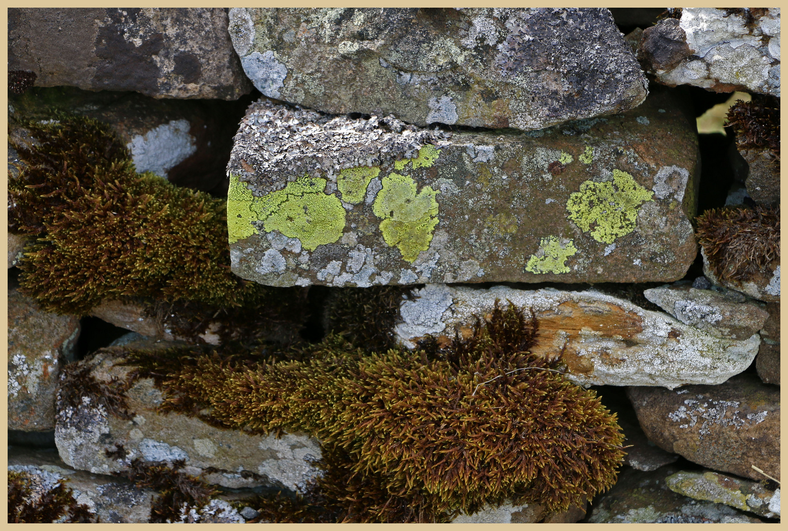 lichen and moss 2