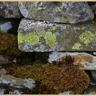 lichen and moss 2