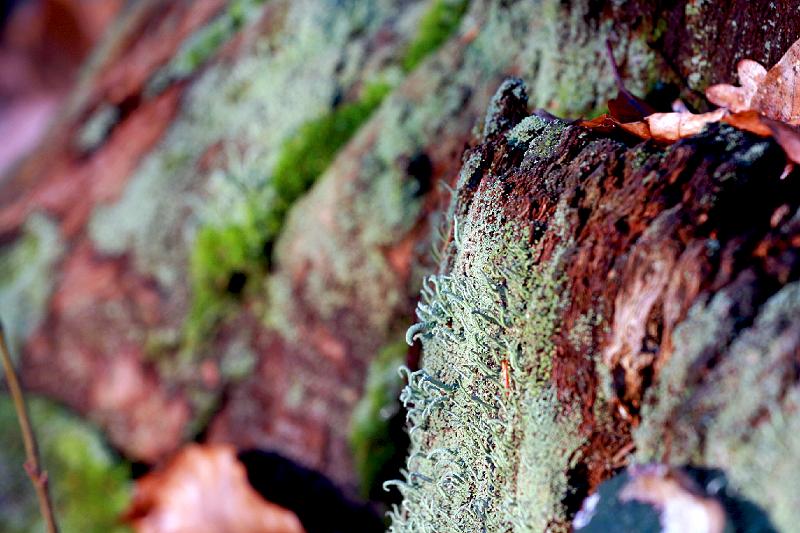 Lichen, bois et feuilles