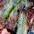 Lichen, bois et feuilles