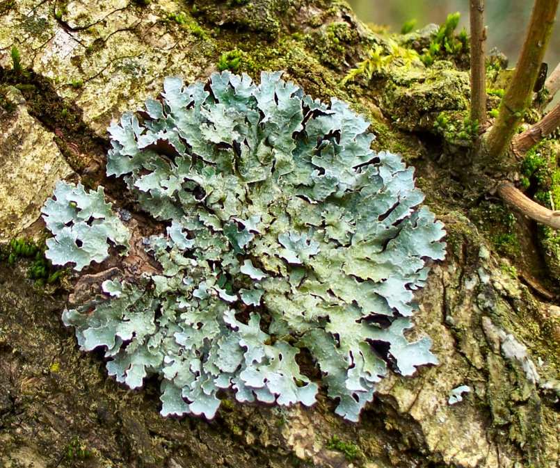 Lichen