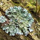 Lichen