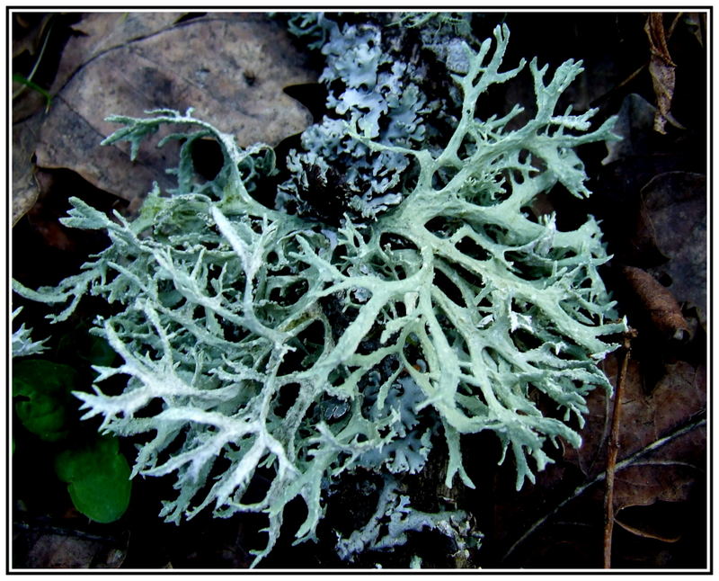 Lichen