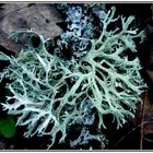 Lichen