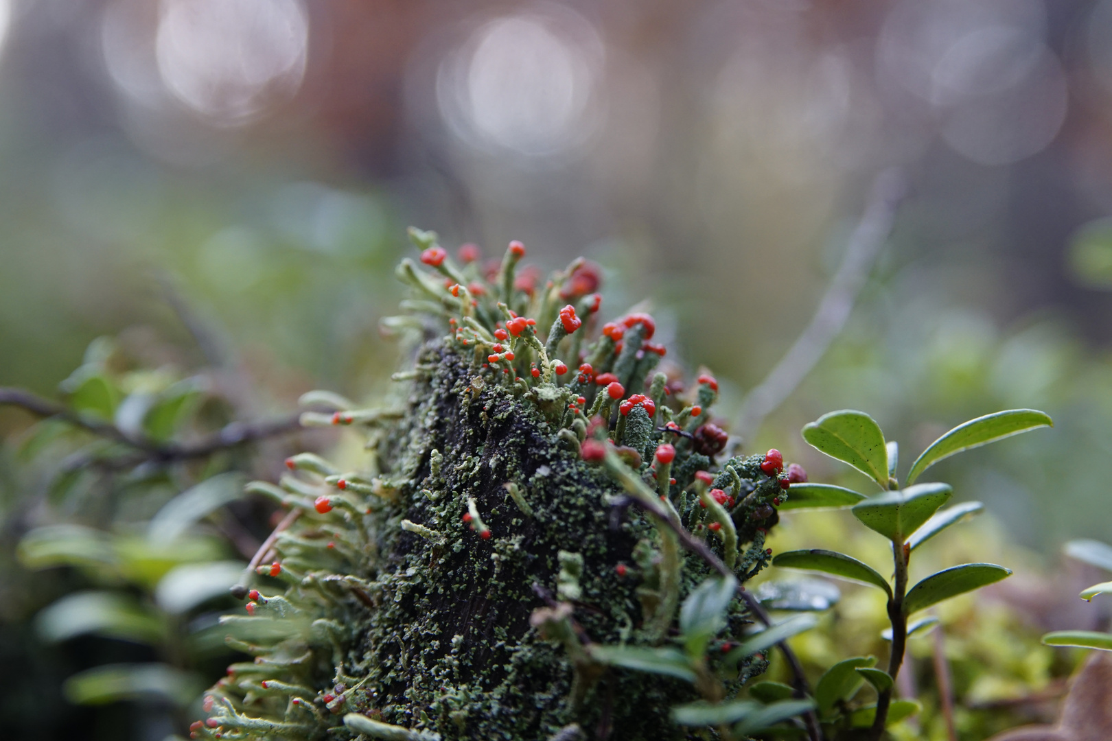 Lichen Cladonia ...