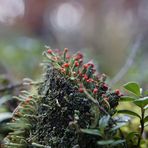 Lichen Cladonia ...