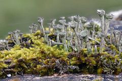 Lichen Cladonia fimbriata