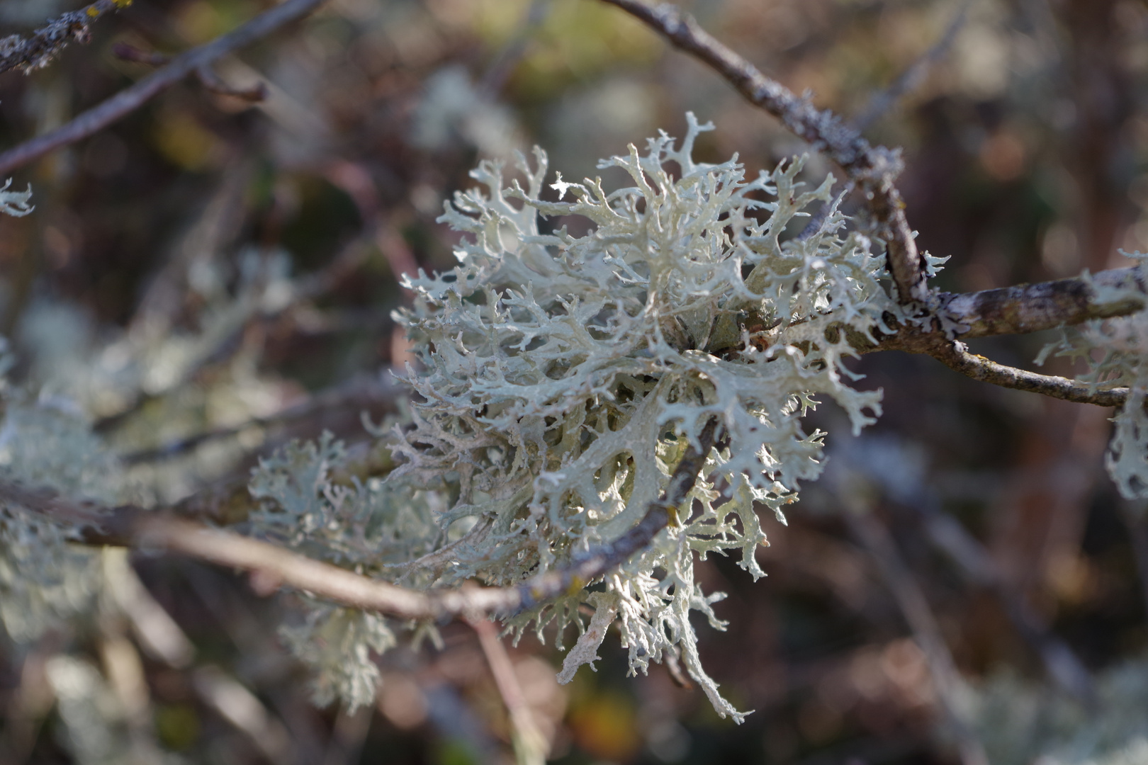 Lichen