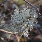 Lichen