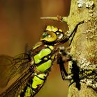 ~ Lichen-Eating Autumn-Angel ~ (Aeshna cyanea, w)