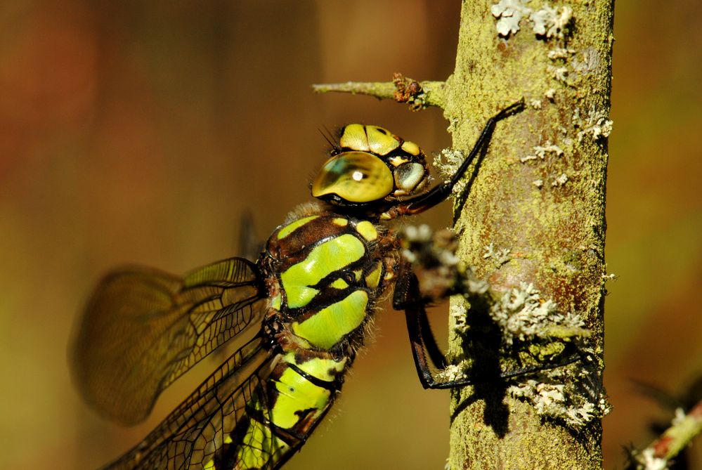 ~ Lichen-Eating Autumn-Angel ~ (Aeshna cyanea, w)