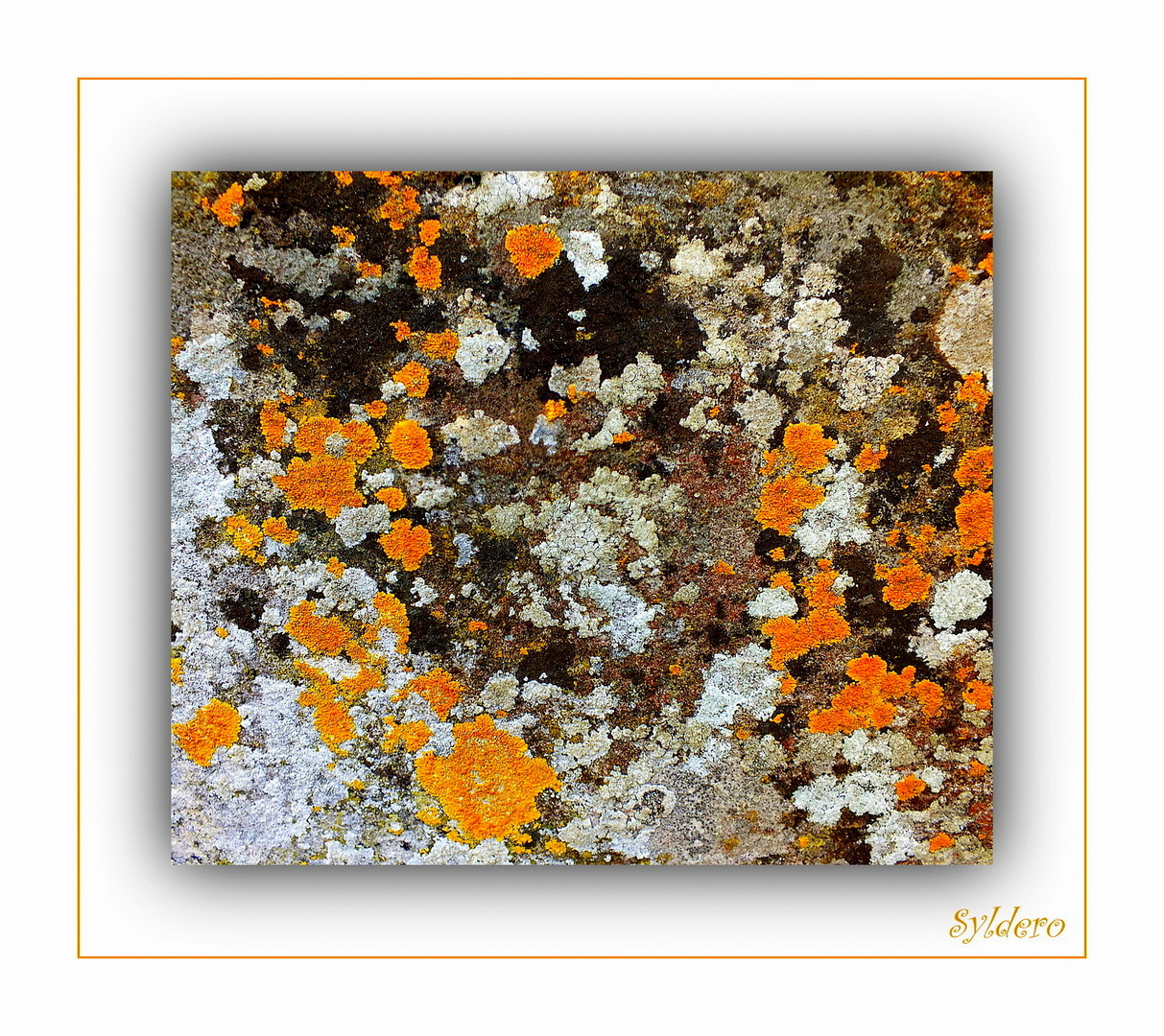 LICHEN