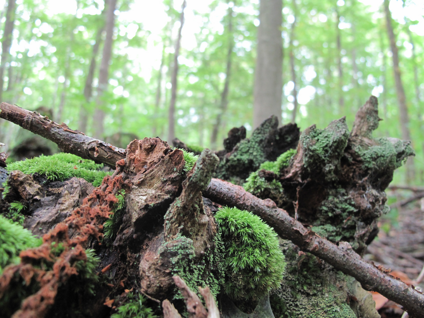 Lichen et bois