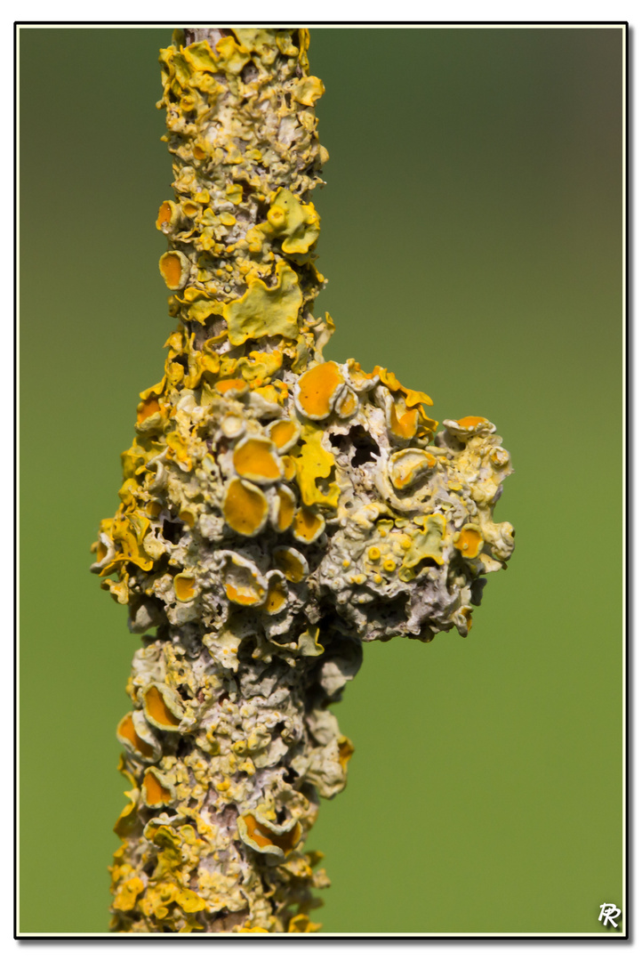 Lichen