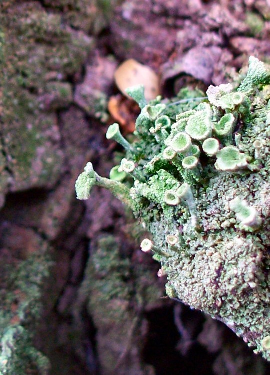 Lichen Fruits