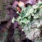 Lichen Fruits