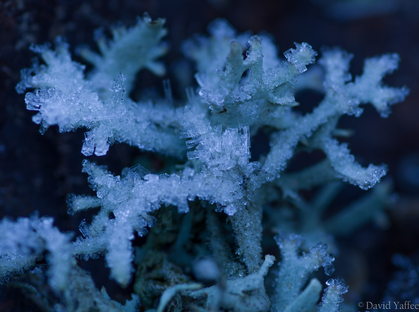 Lichen givré