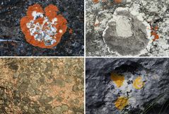 Lichen International