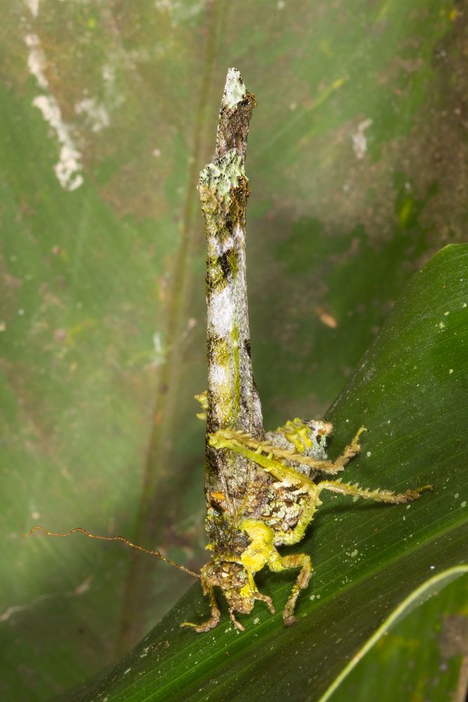 Lichen Katydid (Anaphidna sp.)