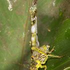 Lichen Katydid (Anaphidna sp.)