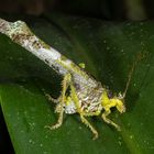 Lichen Katydid (Anaphidna sp.)