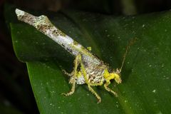 Lichen Katydid (Anaphidna sp.)