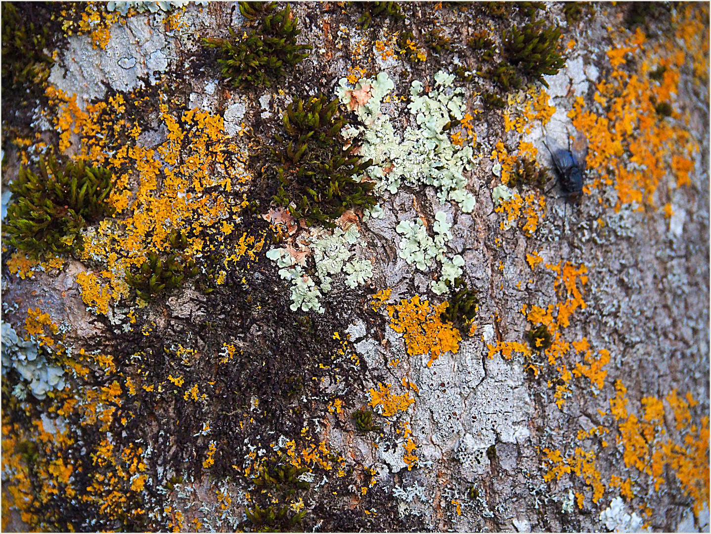 Lichen, mousse, mouche