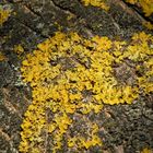 Lichen on a tree