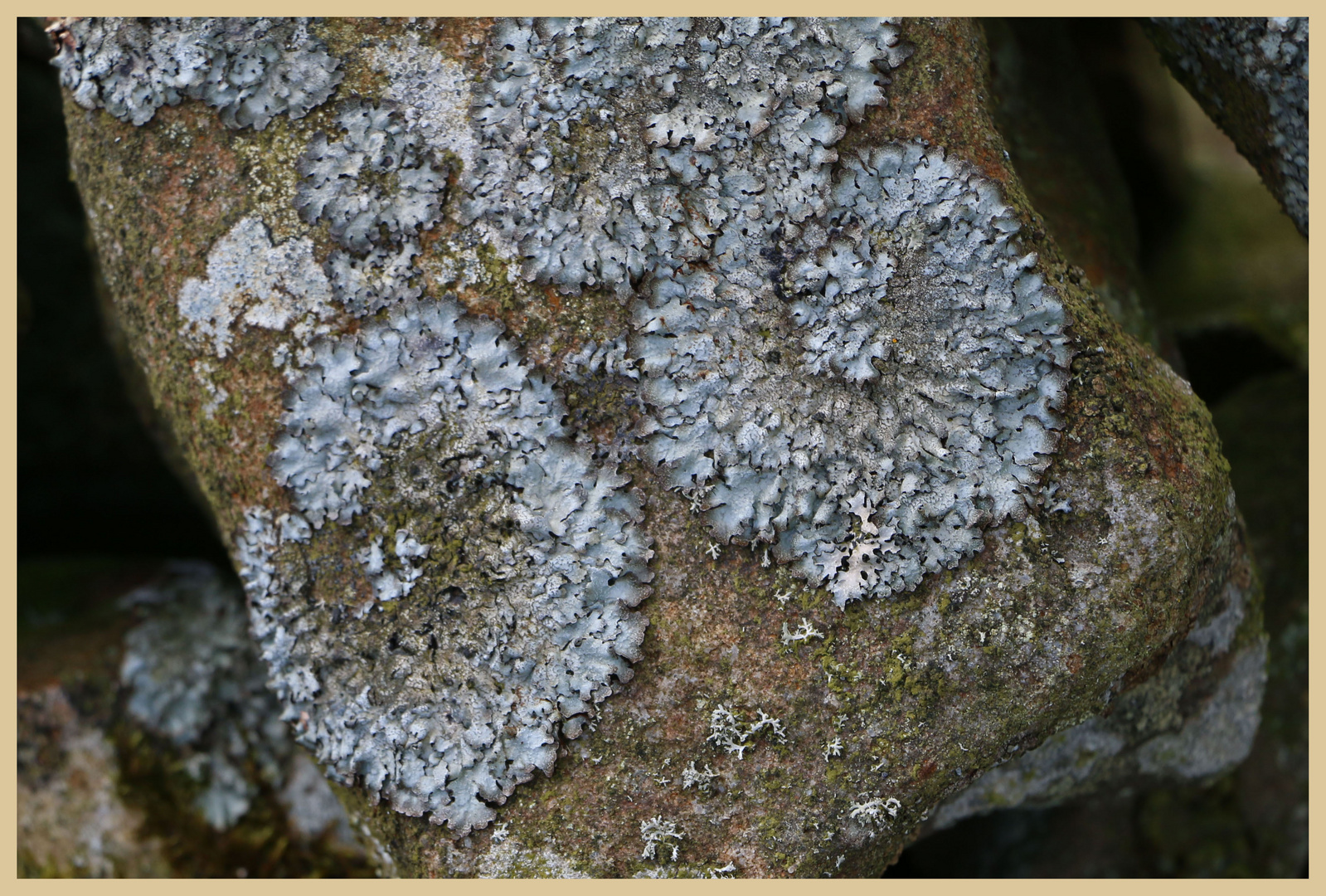 lichen on a wall 2