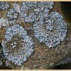 lichen on a wall 2