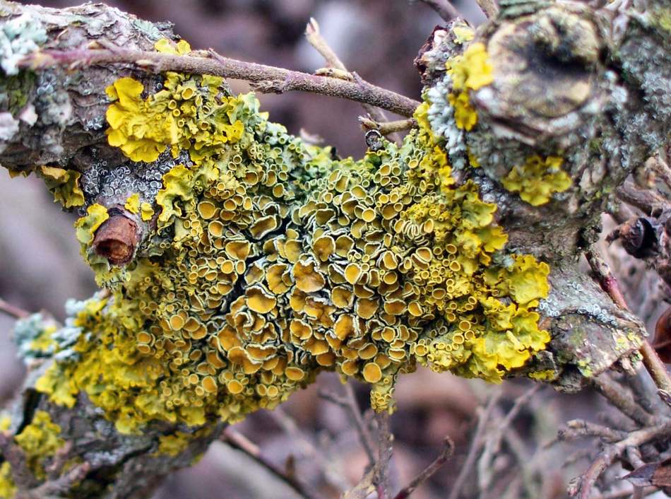 Lichen on shrub