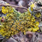 Lichen on shrub