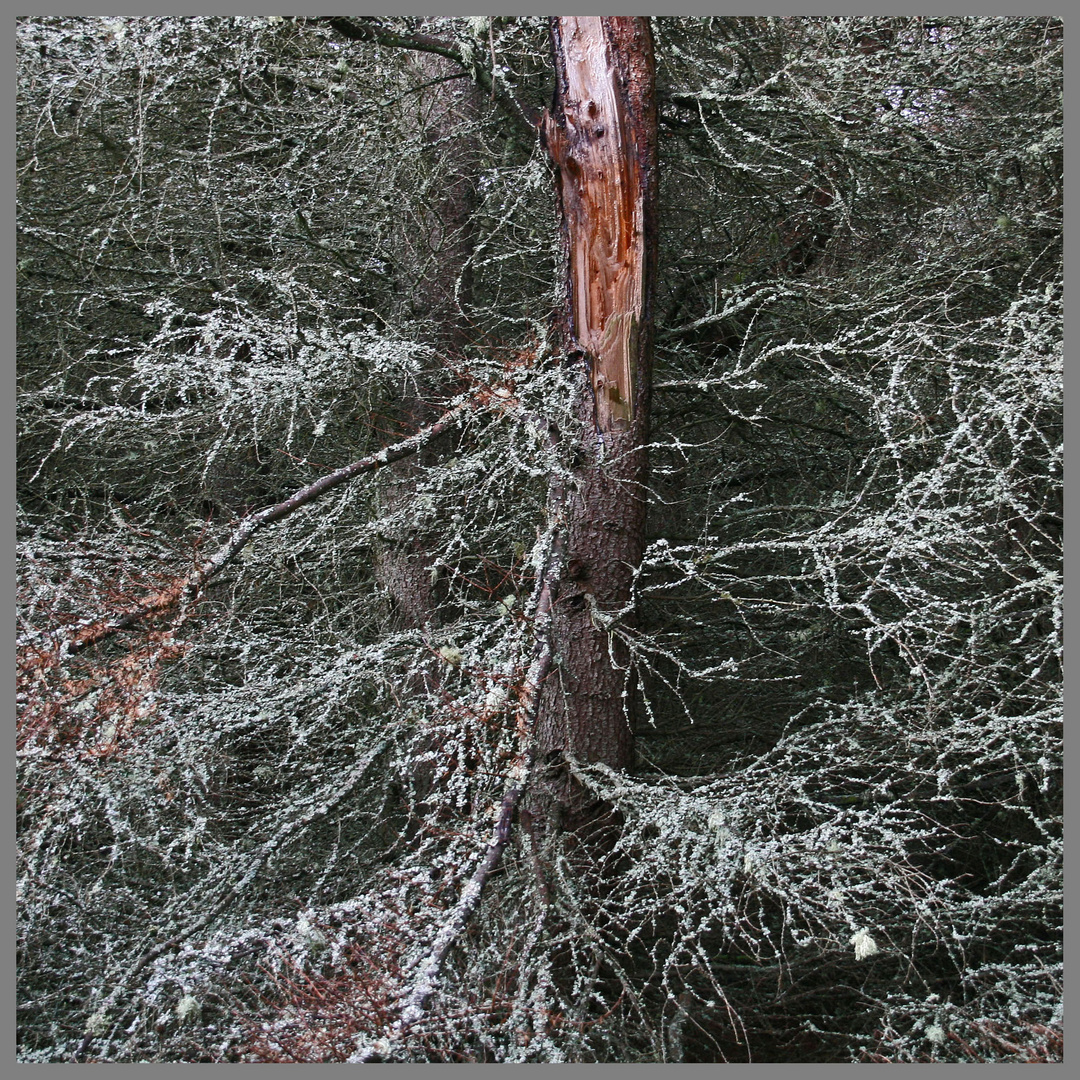 lichen on trees thrunton woods