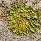 Lichen Verde