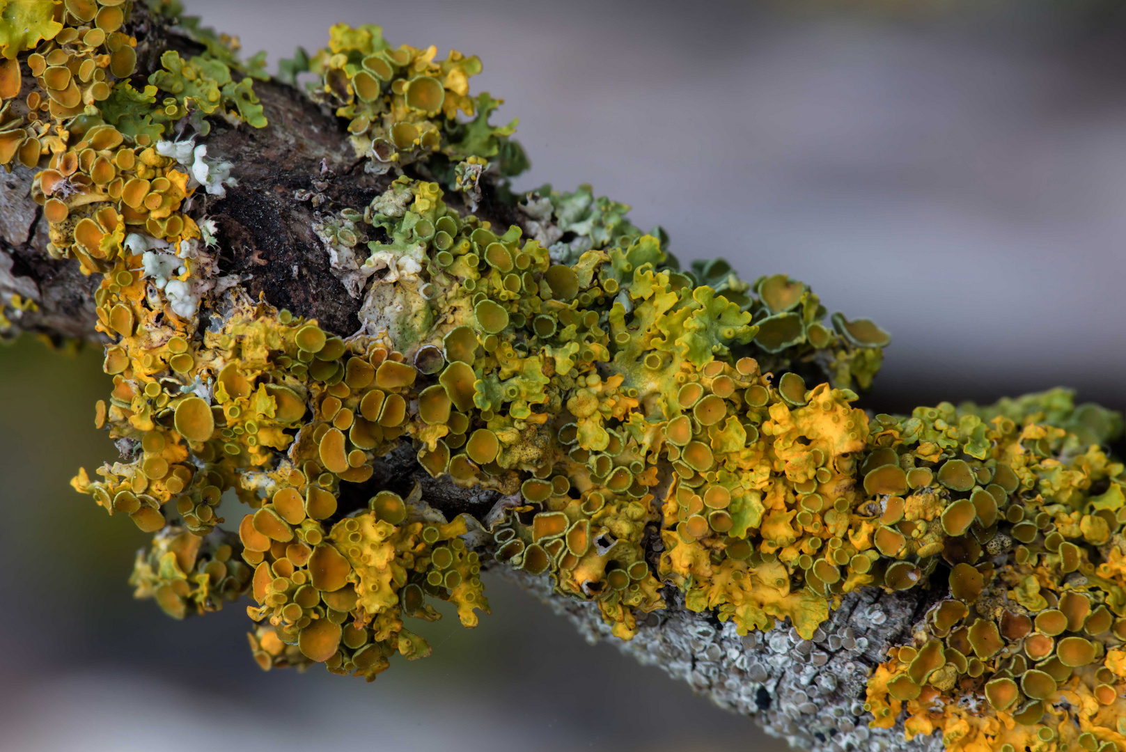 Lichen- Xanthoria-parietina - Gewöhnliche Gelbflechte